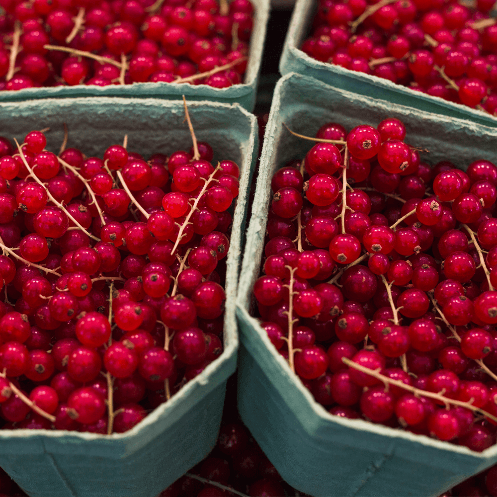 Pappe Obstschalen