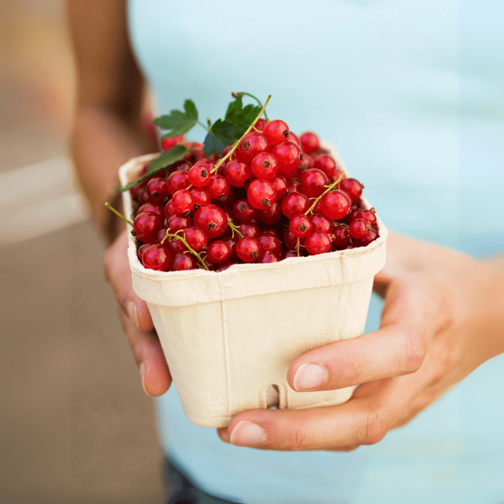 nachhaltigen Beeren Verpackungen aus Pappe